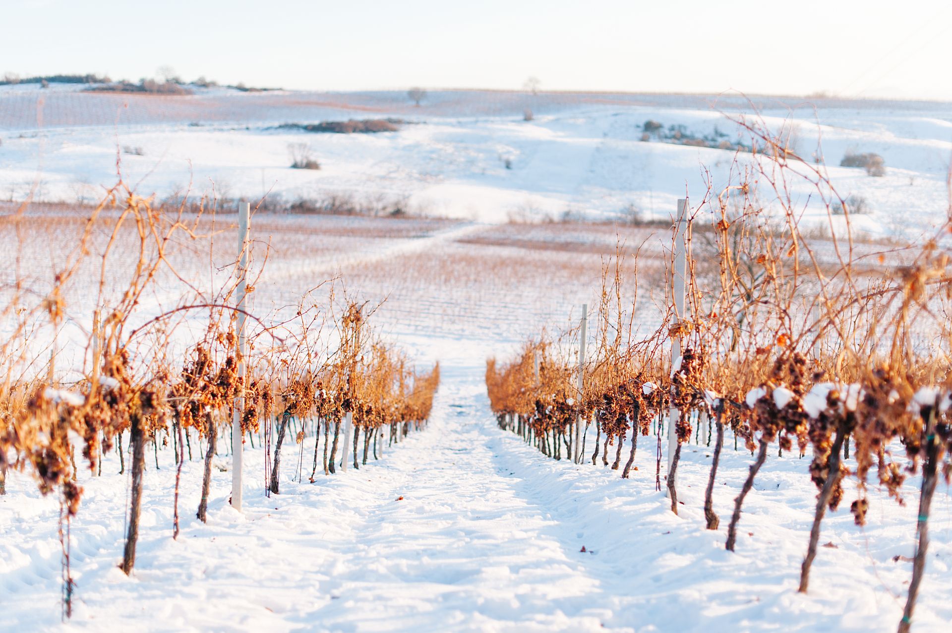 Liliac – Vineyards Winter