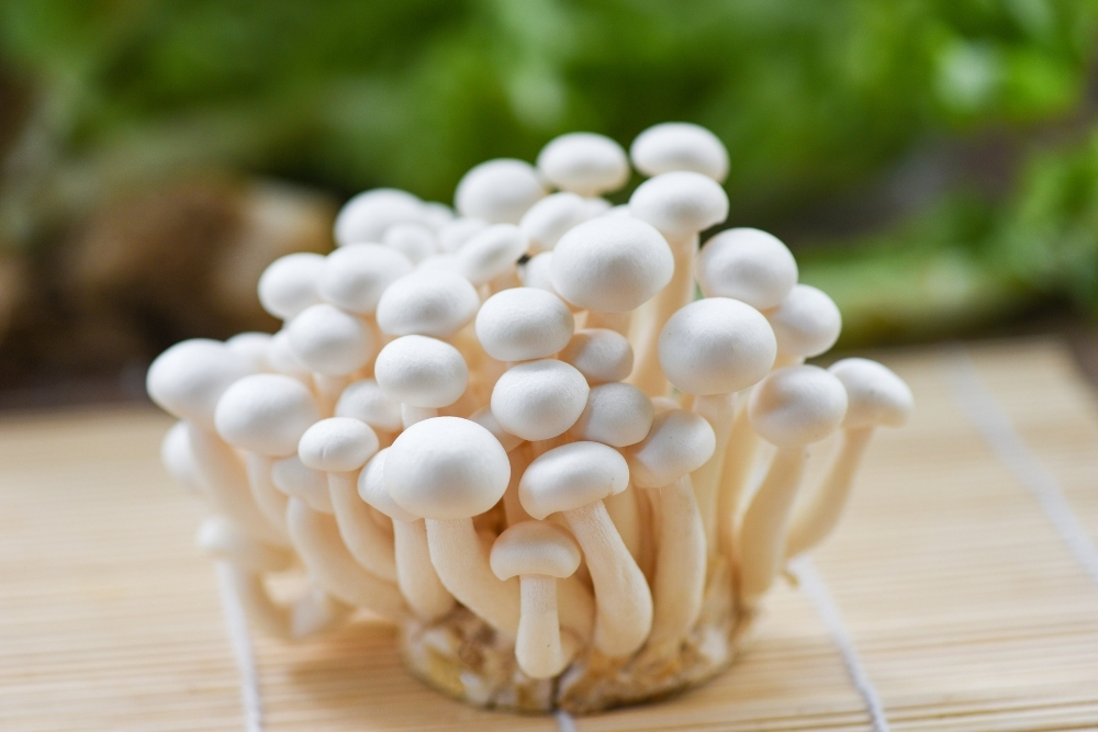 Ciuperci Shimeji 