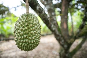 copac durian