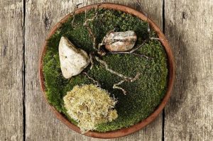moss and cep