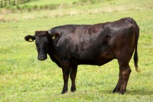 vită japoneză wagyu